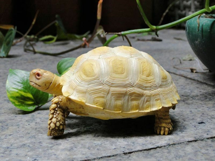1:1 Life Size Albino Geochelone sulcata Tortoise Replica Model Figurine 14cm