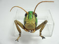 Migratory locust head Insect PVC Figure Model Figurine with Magnet